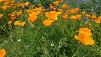 poppies
