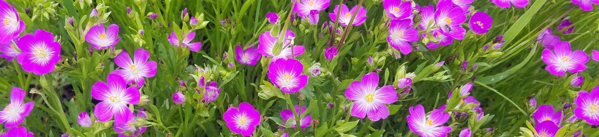 Calandrinia
